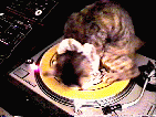 spinkitty.gif
